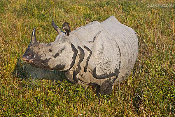  p>印度犀(学名: i> /i> i>rhinoceros unicornis /i>):体长2.1-4.