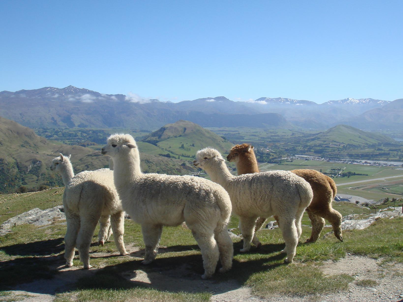  p>羊驼属是一种骆驼科,羊驼属类生物,分布于南美洲的西部和南部,栖息