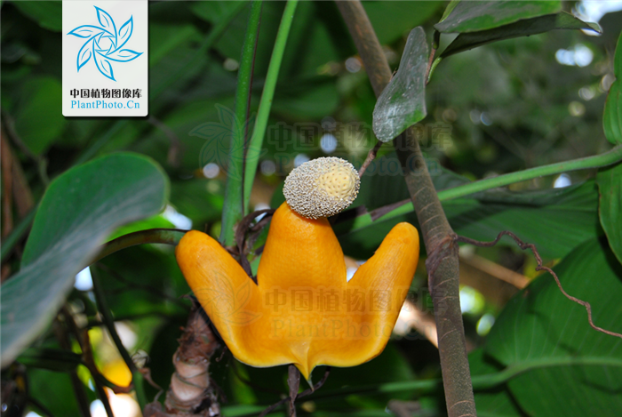  p> b>上树蜈蚣 /b>(学名: i>rhaphidophora lancifolia /i>):是单子