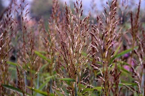  p>台南大油芒是多年生 a href="#">草本 /a>植物,具发达根状茎.