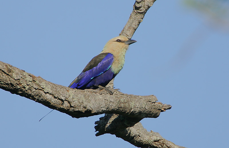  p>蓝腹佛法僧(学名: i>coracias cyanogaster /i>)是中等 a target="