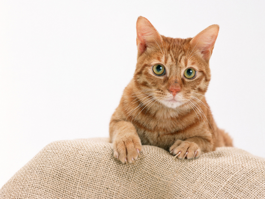  p>家猫(学名: i>felis catus /i>)俗称猫咪