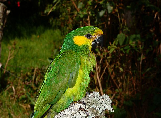  p>黄耳锥尾鹦鹉(学名:ognorhynchus icterotis)是典型的 a href="#"