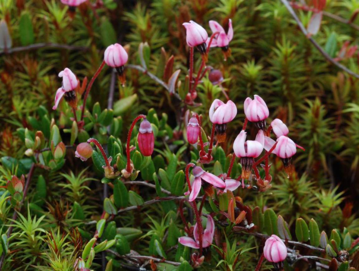  p>红莓苔子(学名: i>vaccinium oxycoccos /i> linn.