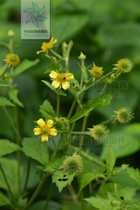  p>柔毛路边青,多年生草本.须根,簇生.