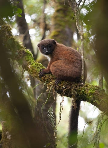  p>红腹美狐猴(学名: i>eulemur rubriventer /i>):是 a href="#"