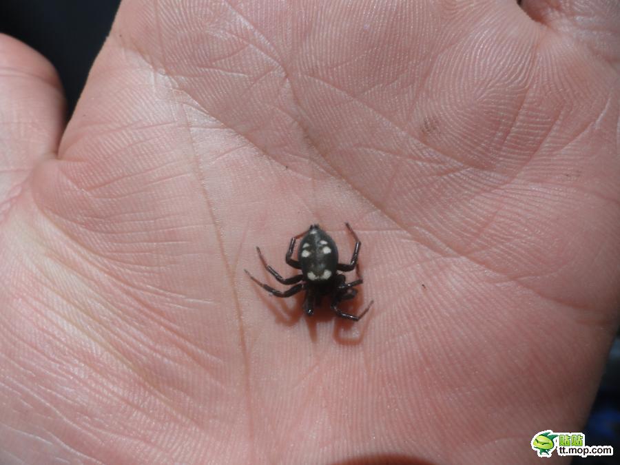  p>笑脸蜘蛛(学名: i>theridion grallator /i>):是美国 a href="#"