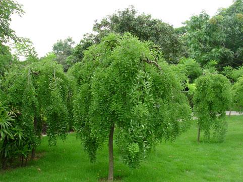  p> b>龙爪槐 /b>(学名:sophora japonica)为乔木,高达25米;树皮灰