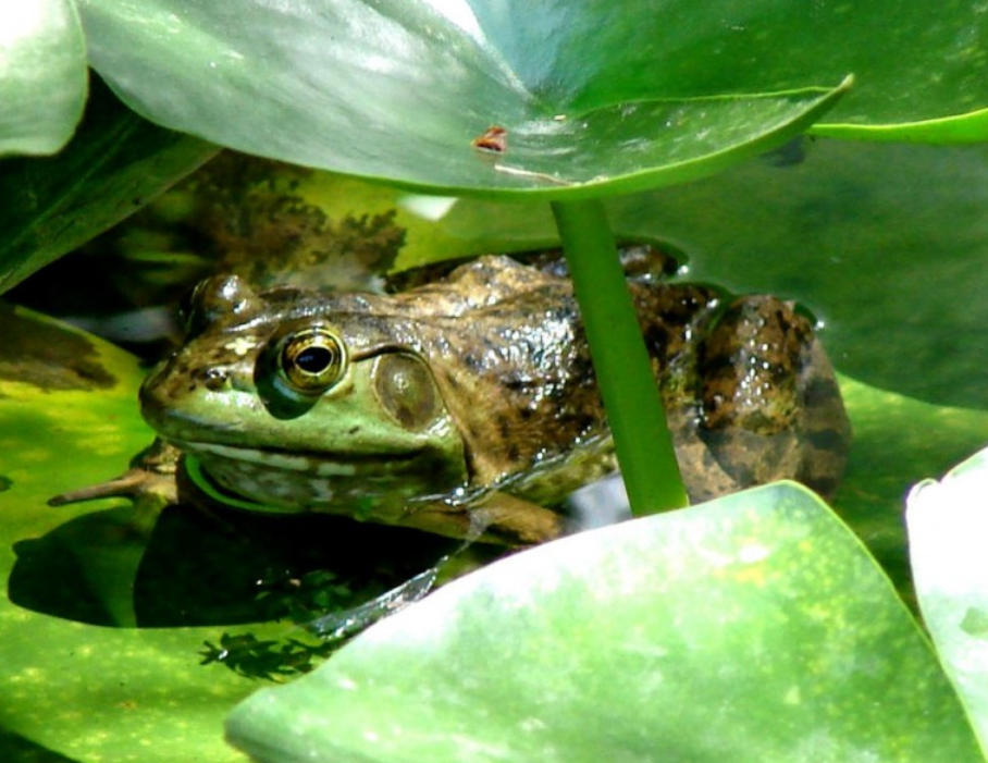  p>美国青蛙(rana grylio),又名沼泽绿牛蛙, a href="#" data-lemmaid