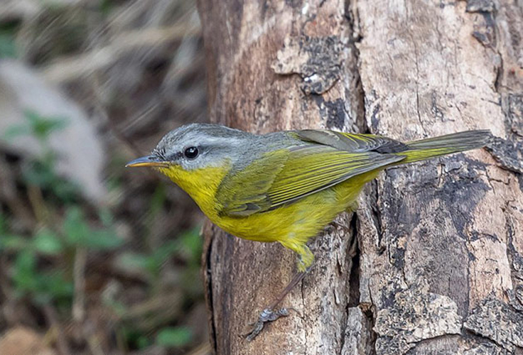 phylloscopus xanthoschistos