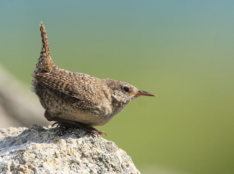 冬鹪鹩圣基尔达岛亚种