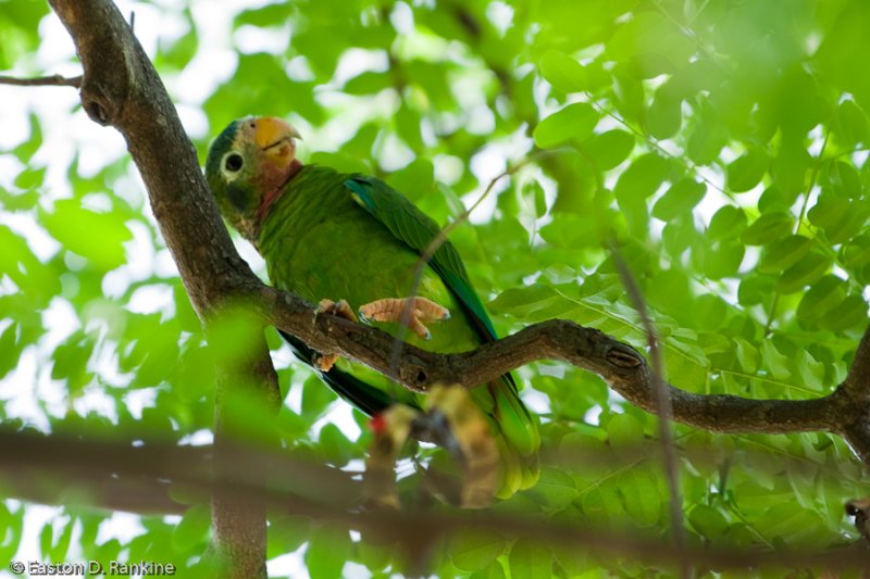  p>黄嘴亚马逊鹦鹉(学名:amazona collaria )是典型的 a href="#"