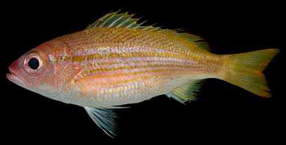  p>黄笛鲷,学名: i>lutjanus lutjanus  /i>(bloch, 1790),为 a