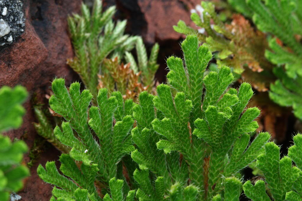  p>旱生卷柏(学名:selaginella stauntoniana spring)是卷柏科卷柏属 