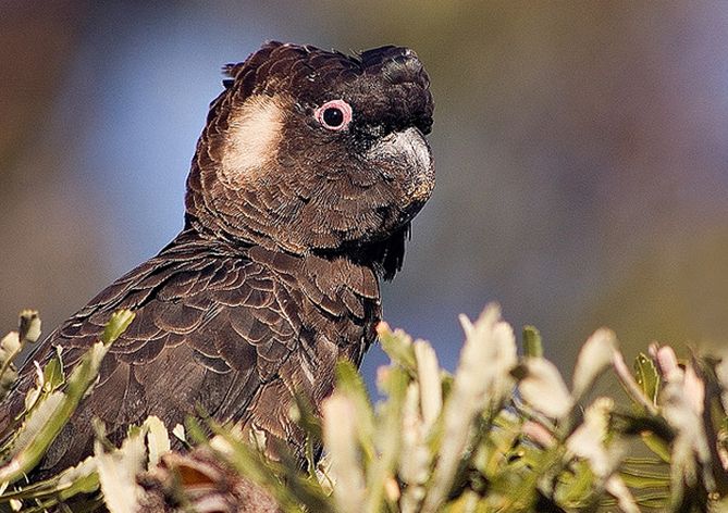 slender-billed black-cockatoo