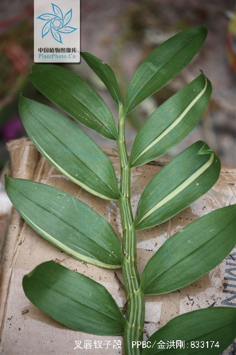  p>叉唇钗子股(学名: i>luisia teres /i>  (thunb. ex a.