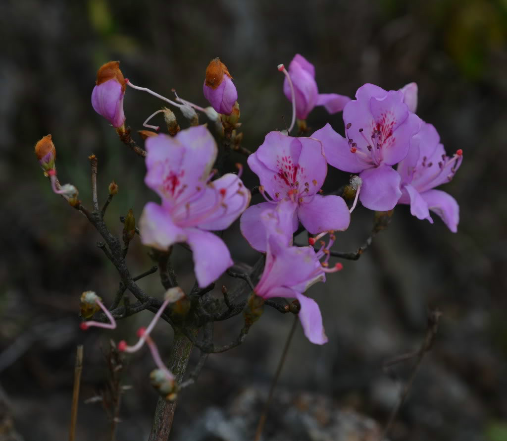  p>华丽杜鹃(学名: i>rhododendron eudoxum /i> balf. f.