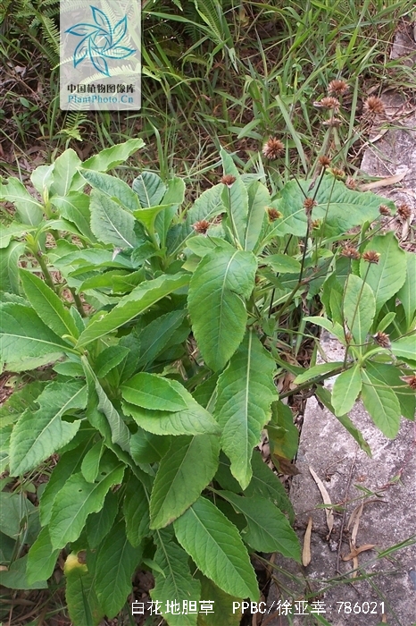 白花地胆草