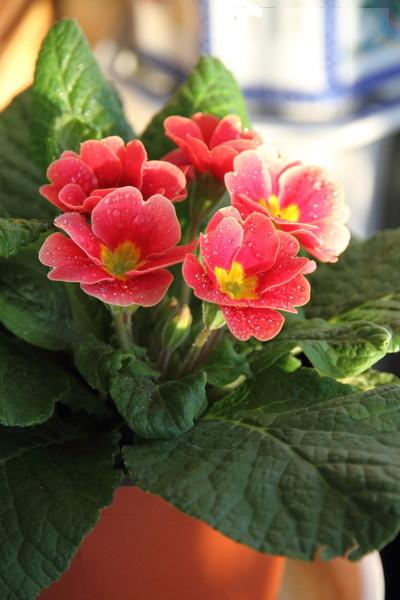  p data-id="tbajyrbsh0gp">欧洲报春是报春花科报春花属的多年生草本