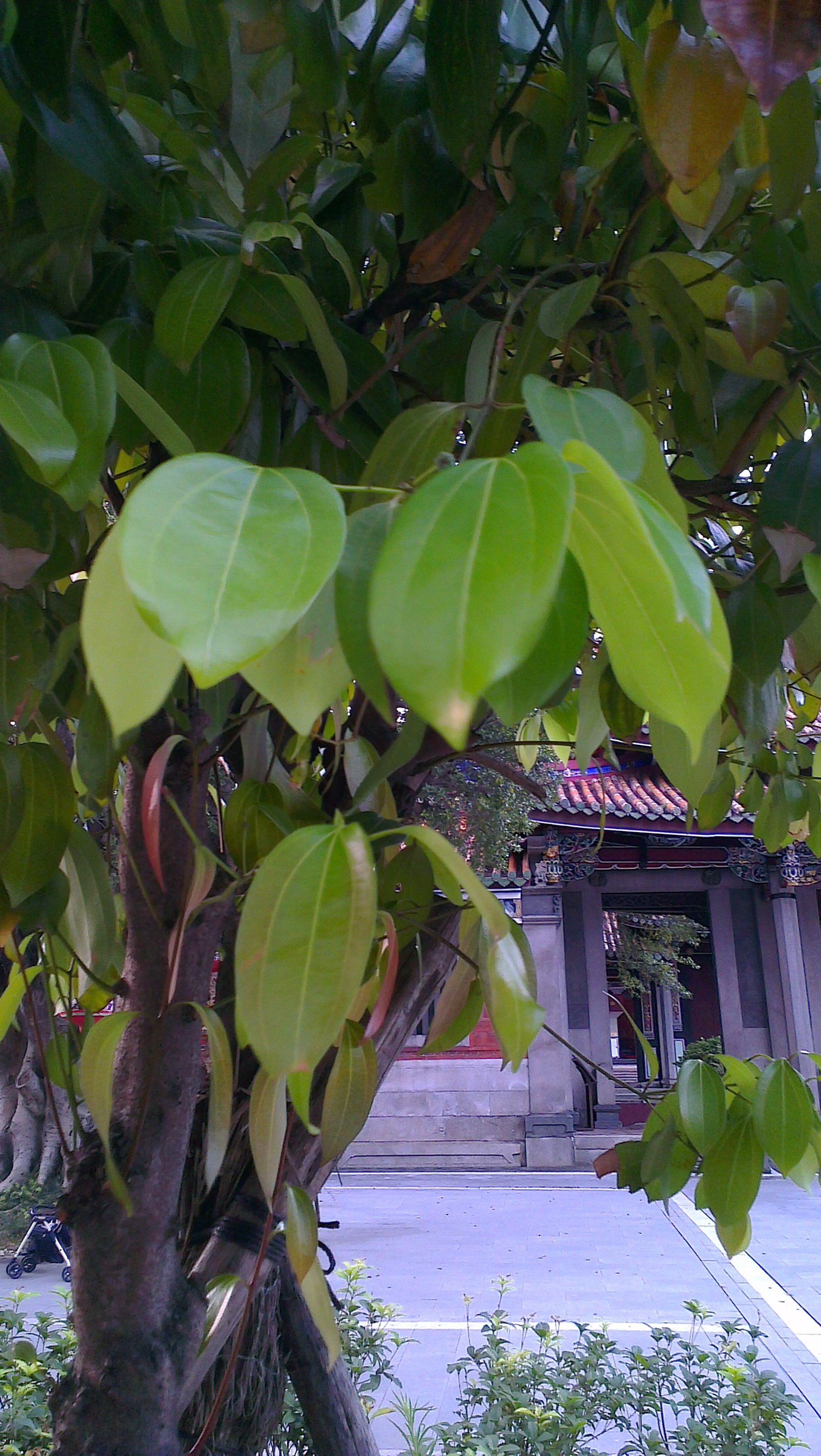  p>肉桂(拉丁学名: i>cinnamomum cassia /i> i>  /i>presl)是樟科,樟