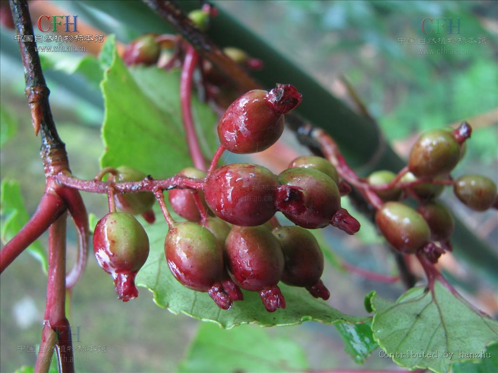  p>湖南茶藨子(学名:ribes hunanense c. y. yang et c. j.
