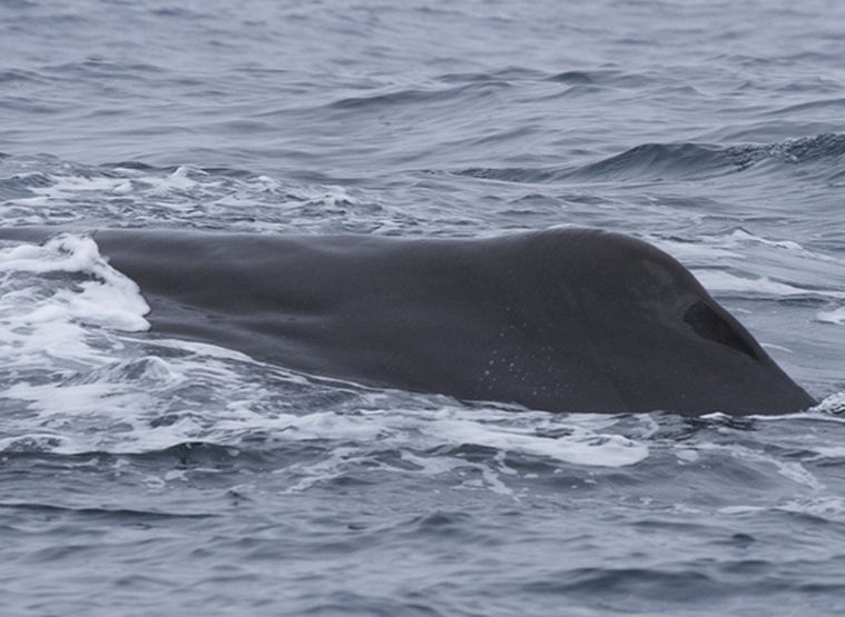 "gnsri8uhx6">抹香鲸(学名: i>physeter macrocephalus /i>):头部巨大