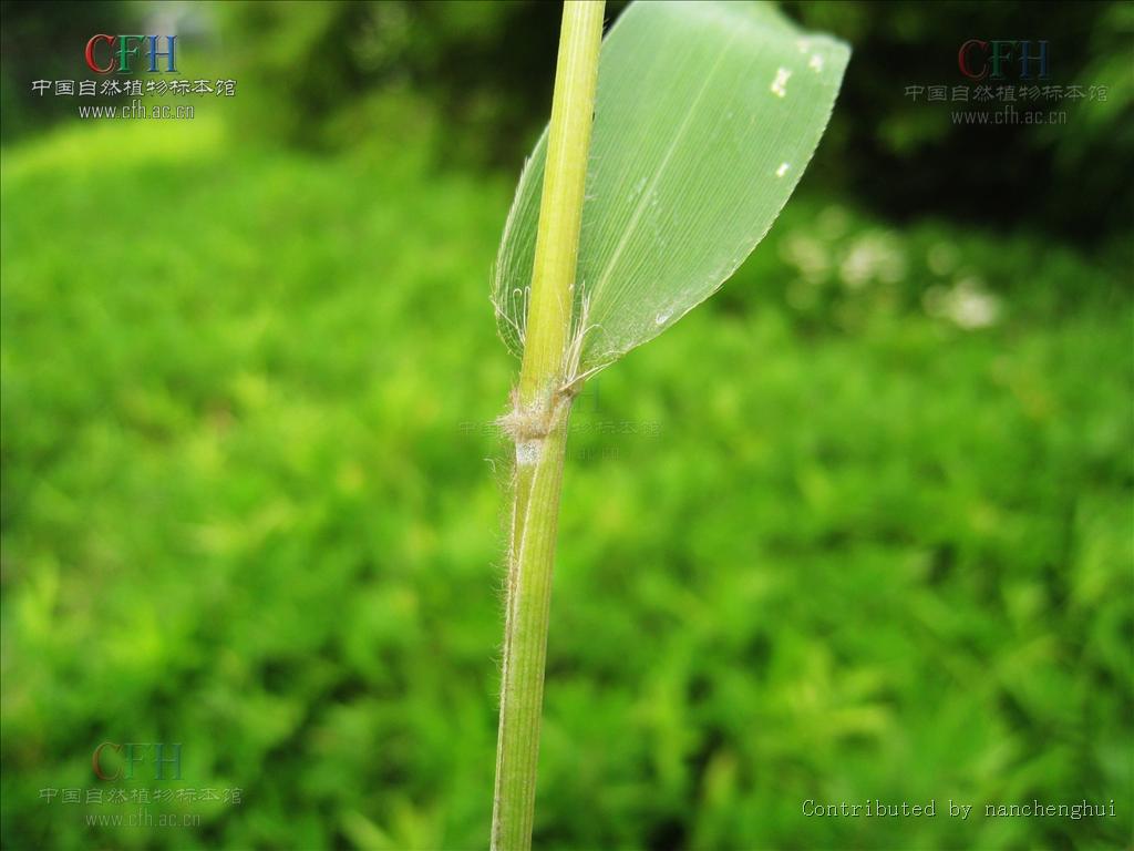  p>赤竹属,sasa makino et shibata,禾本科竹亚科的一个属.