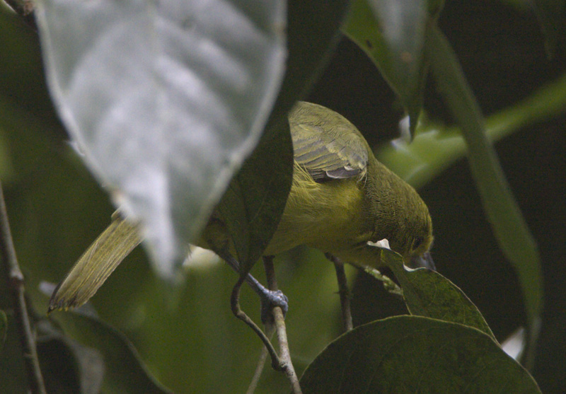  p>绿雀鹎(学名:aegithina viridissima)是小型 a href="#" data