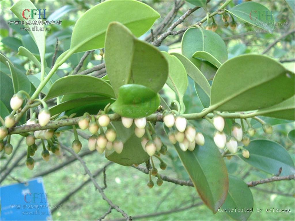  p>杨桐属(学名:adinandra jack), a href="#" data-lemmaid="3223880