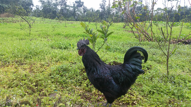  p>赤水乌骨鸡,贵州省 a href="#" data-lemmaid="2369813">赤水市 /a