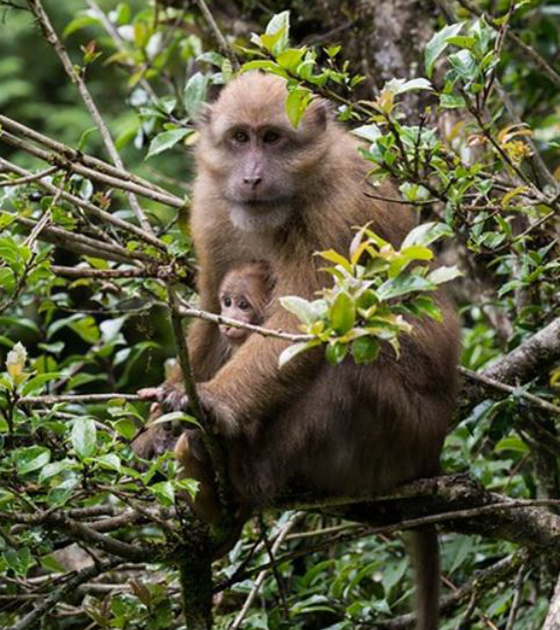  p>藏南猕猴(学名: i>macaca munzala /i>):体长51-63厘米.