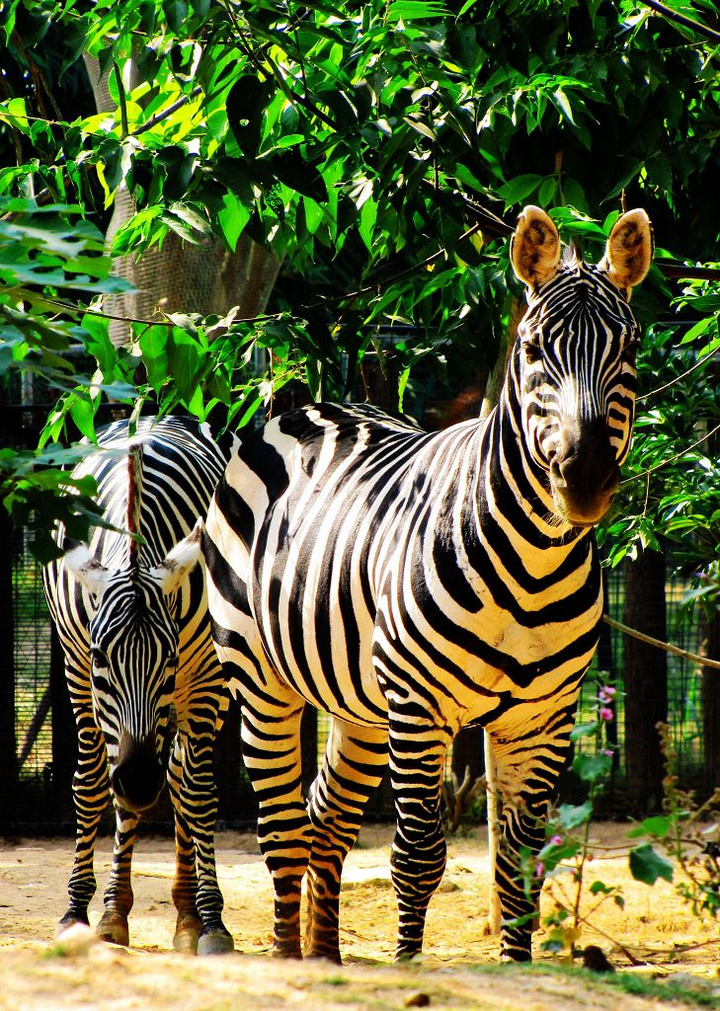 target="_blank" href="/item/脊索动物门/3516708" data-lemmaid="