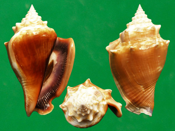 种中腹足目, a href="#" data-lemmaid="1091864">凤凰螺科 /a>类生物