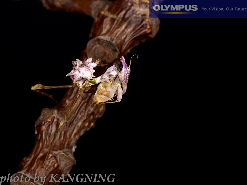 魔花螳螂的身体五彩斑斓,红,白,蓝,紫,黑纵横交错,艳丽无比,不过,如此