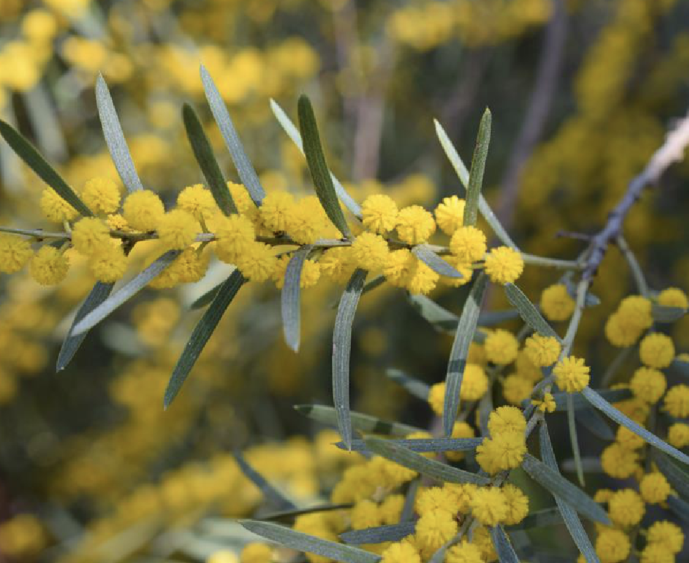  p>台湾相思(学名: i>acacia confusa  /i>merr.