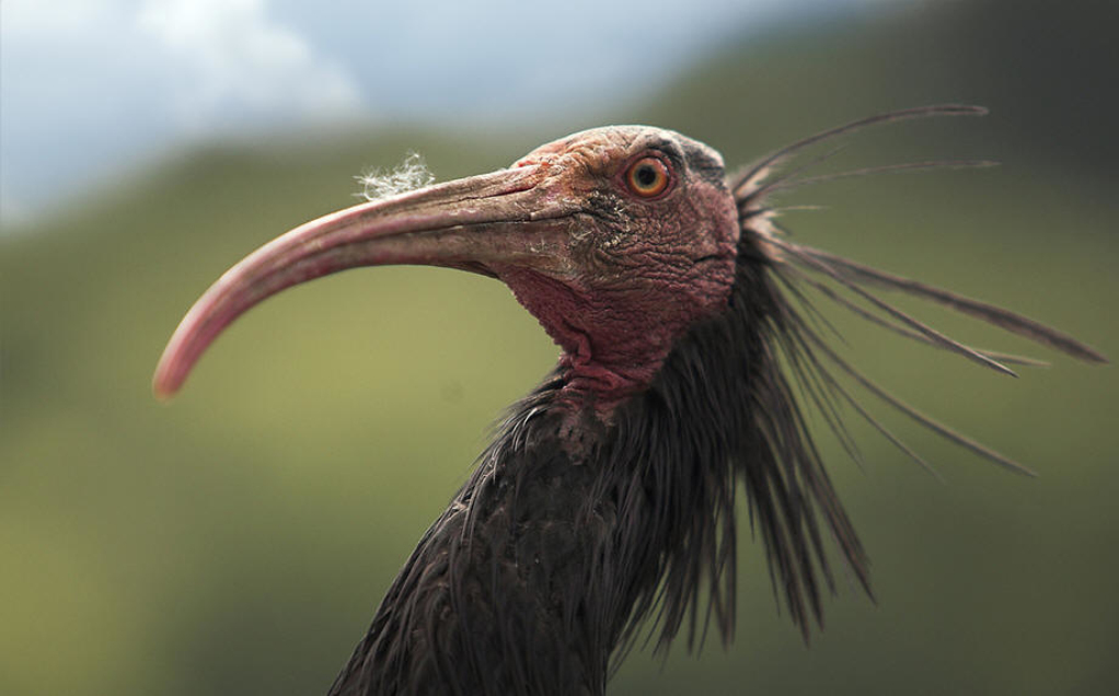  p>鹮科(学名: i>threskiorothidae /i>)是鹈形目的一科,朱鹭科.