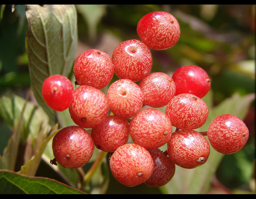 鸡树条(原变型)