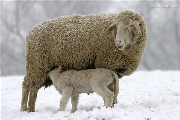 id="148941">西班牙 /a>美利奴羊传入美国,18世纪又相继传入瑞典,德国