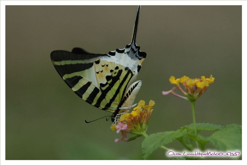  p> a href="#" data-lemmaid="10044452">绿凤蝶 /a>( i>pathysa