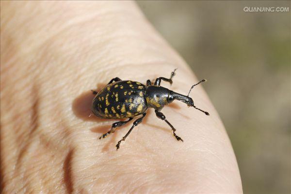  p>象鼻虫(elaeidobius kamerunicus)是 a href="#" data-lemmaid="