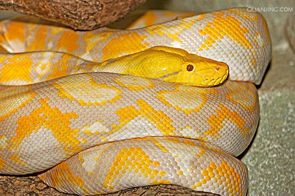  p>网纹蟒(拉丁文名:reticulated python)又称为 a target="_blank"