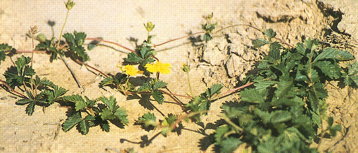 potentilla reptans var. sericophylla