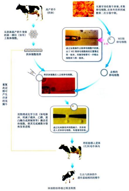 核移植