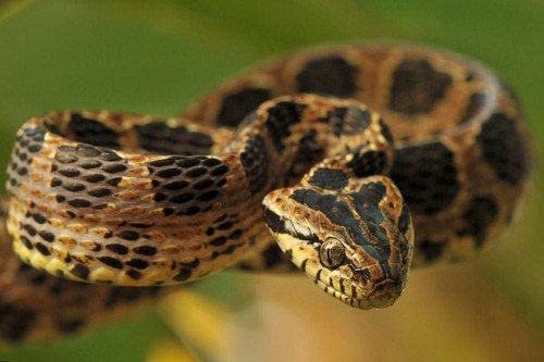 boiga  multomaculata