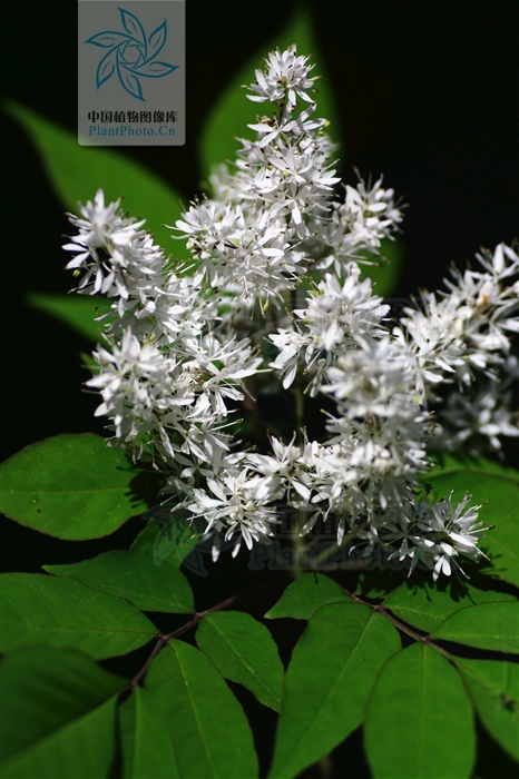 fraxinus mariesii hook. f.