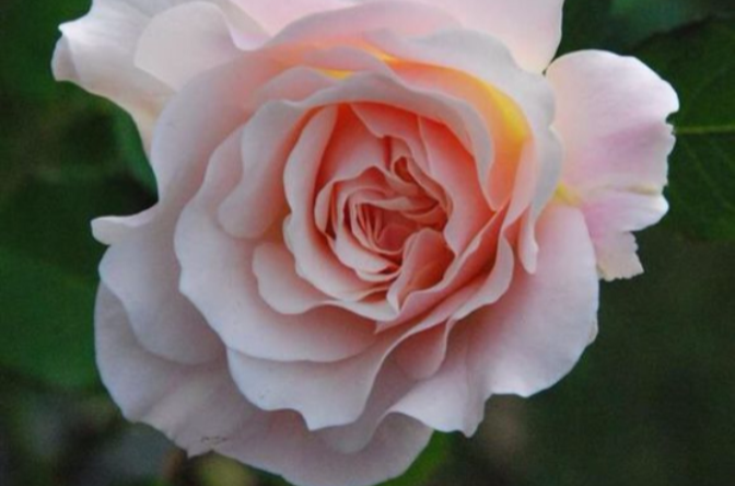  p>挚爱是蔷薇科月季花的一种,英文名为rosa"grande amore&