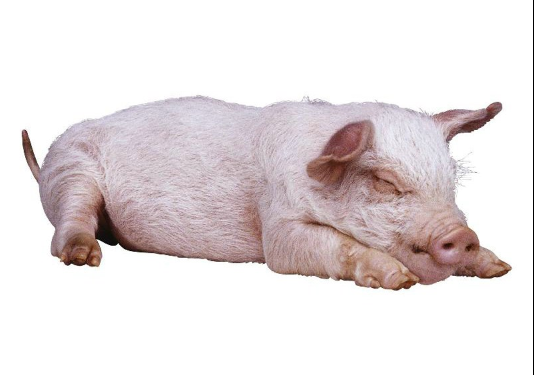  p>斯格猪原产于 a target="_blank" href="