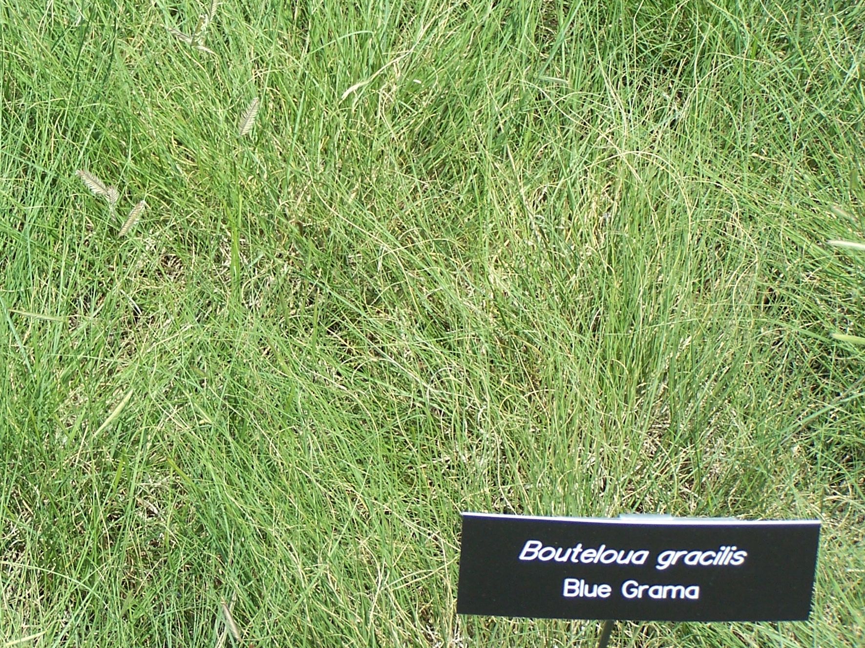 bouteloua gracilis (h. b. k.) lag.. ex steud