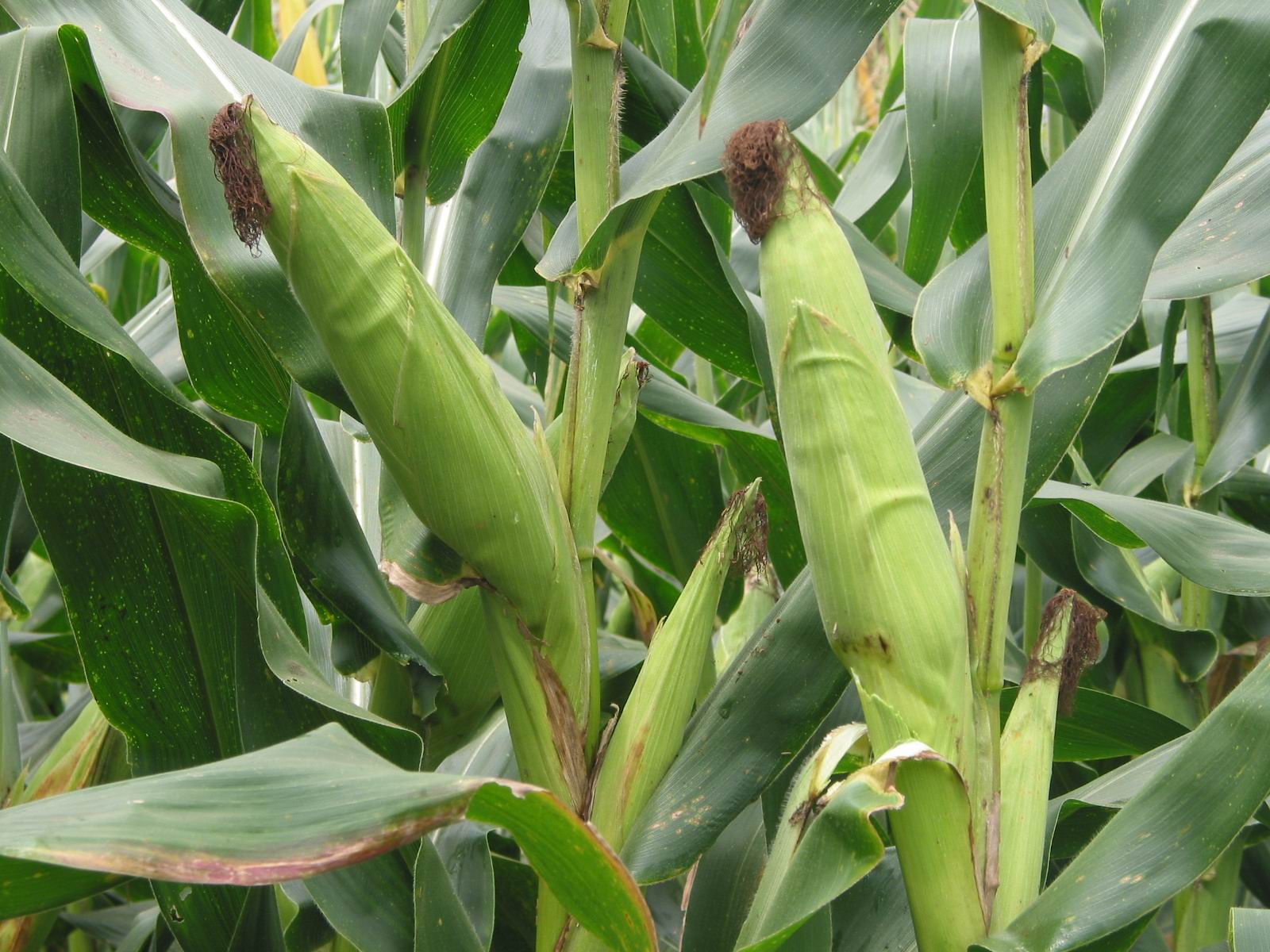  p>万甜1826(原名超甜1826)是选育单位:河北省万全县华穗特用玉米种业