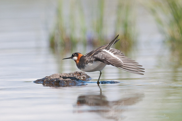  /a>, a href="#" data-lemmaid="16615978">瓣蹼鹬属 /a>的小型水禽